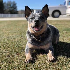 Meet your Posher, Shelly